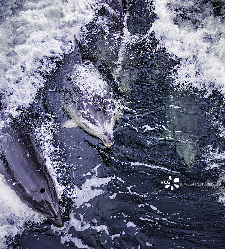 新西兰怀疑声中的瓶鼻海豚图片素材