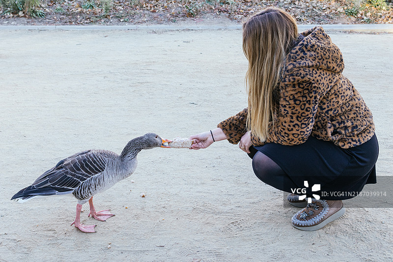 一位无法辨认的金发成年女性穿着假豹纹外套，蹲下在城市公园里喂面包给一只鹅，旁边有鸭子在向人们乞求食物。图片素材