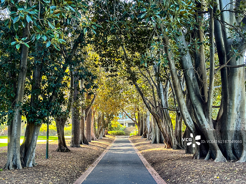 墨尔本财政花园的小径图片素材