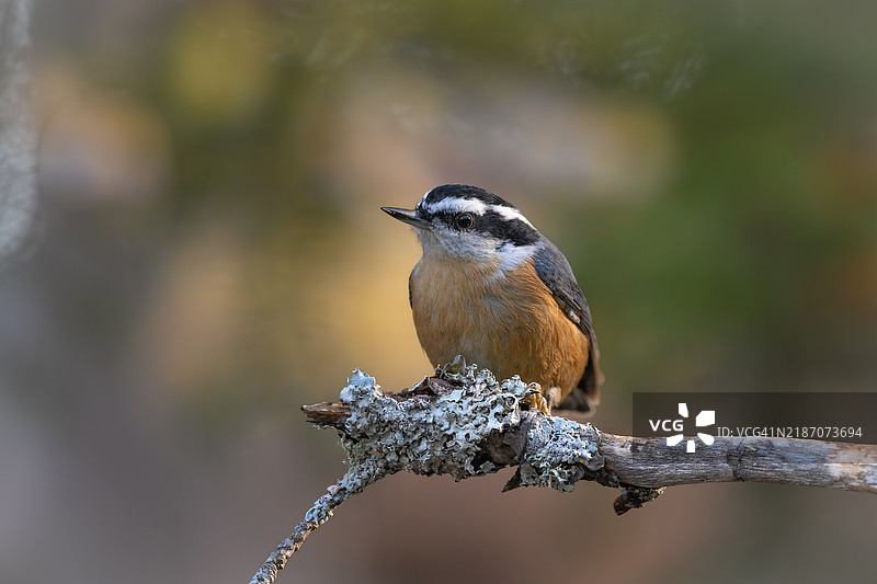 红胸鹪鹩图片素材