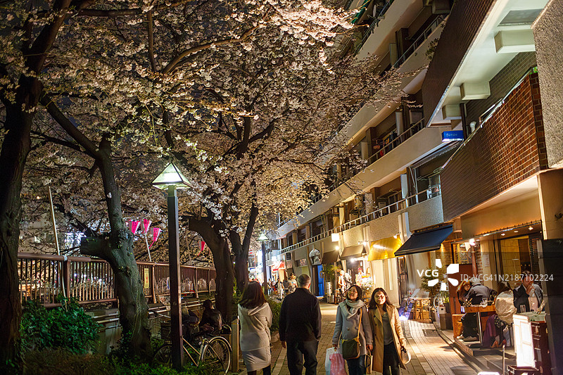 东京中目黑的夜樱图片素材