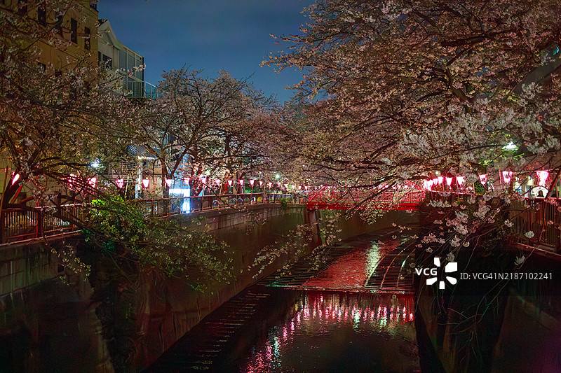 东京中目黑夜晚的樱花图片素材
