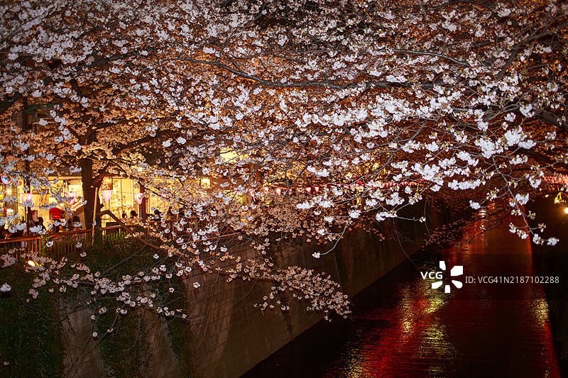 东京中目黑的夜樱图片素材