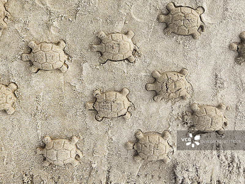 沙滩上的海龟俯视图图片素材