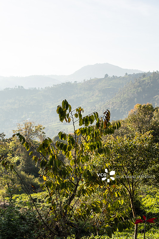 印度西高止山脉的郁郁葱葱的自然风光图片素材