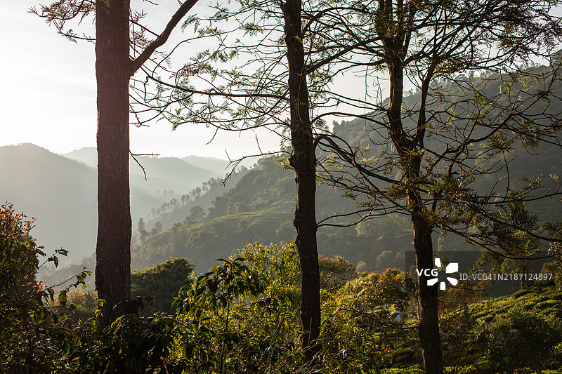 三棵树，印度自然风光图片图片素材