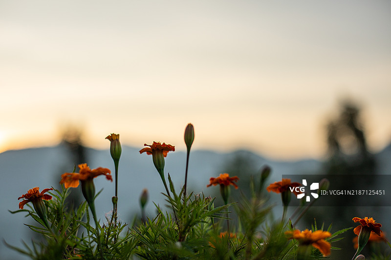 印度西高止山脉自然风光图片图片素材
