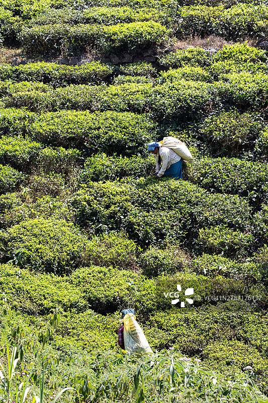 印度西高止山脉，采茶图片素材