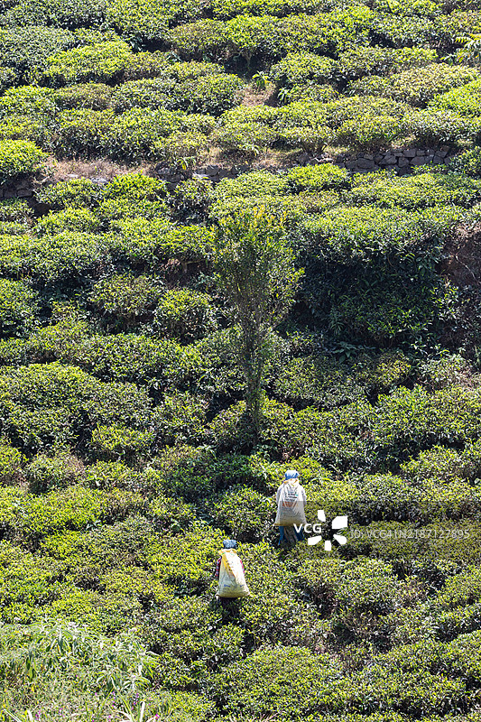 茶叶采摘，科塔吉里图片素材