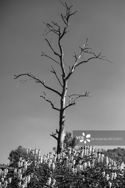 树艺图像，科塔吉里图片素材