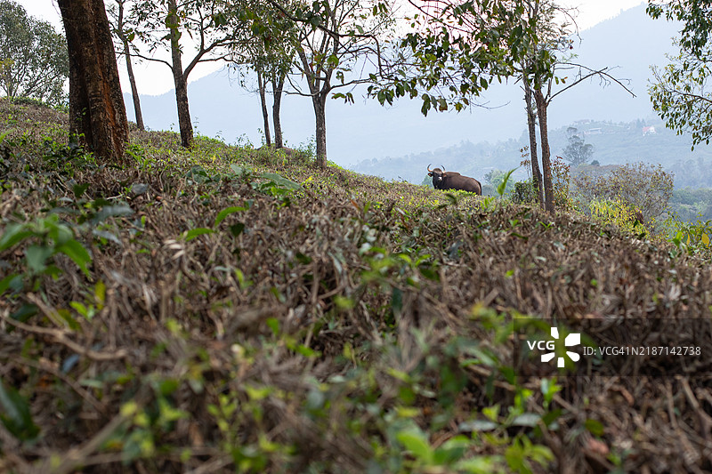 探索科塔吉里，尼尔吉里山脉图片素材