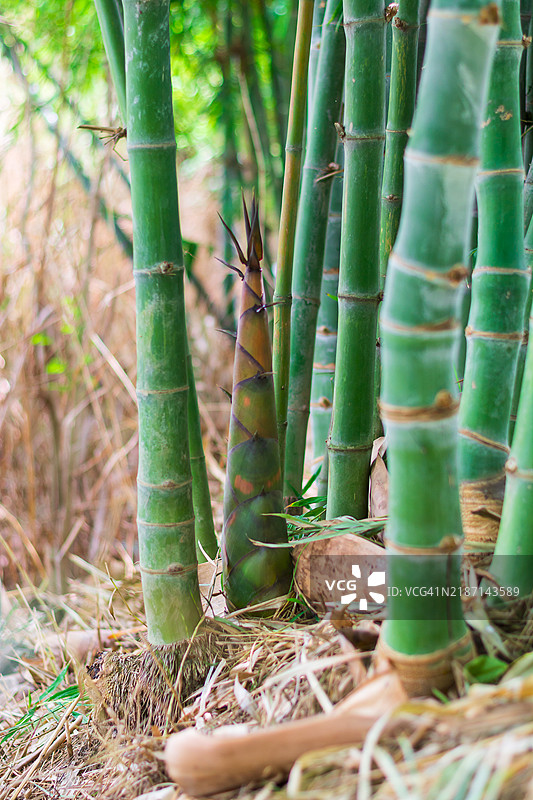 农业竹林中的幼竹芽图片素材