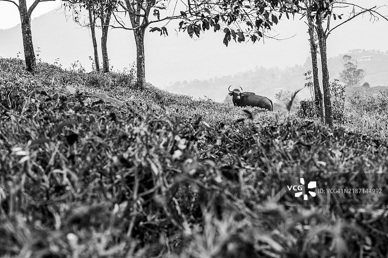 印度的野牛在吃草图片素材