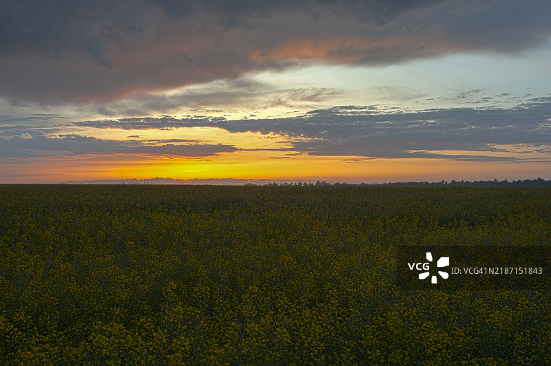 明亮盛开的油菜花田，黄花与绿色茎秆映衬在黄昏的天空下，HDR风格，乌克兰图片素材