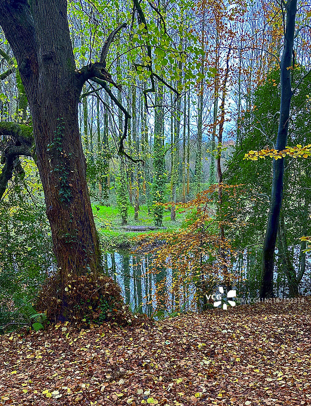 北爱尔兰贝尔维尔森林公园的拉根河秋季景色图片素材