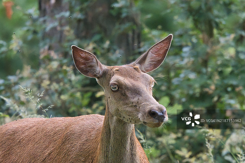 鹿的特写镜头图片素材
