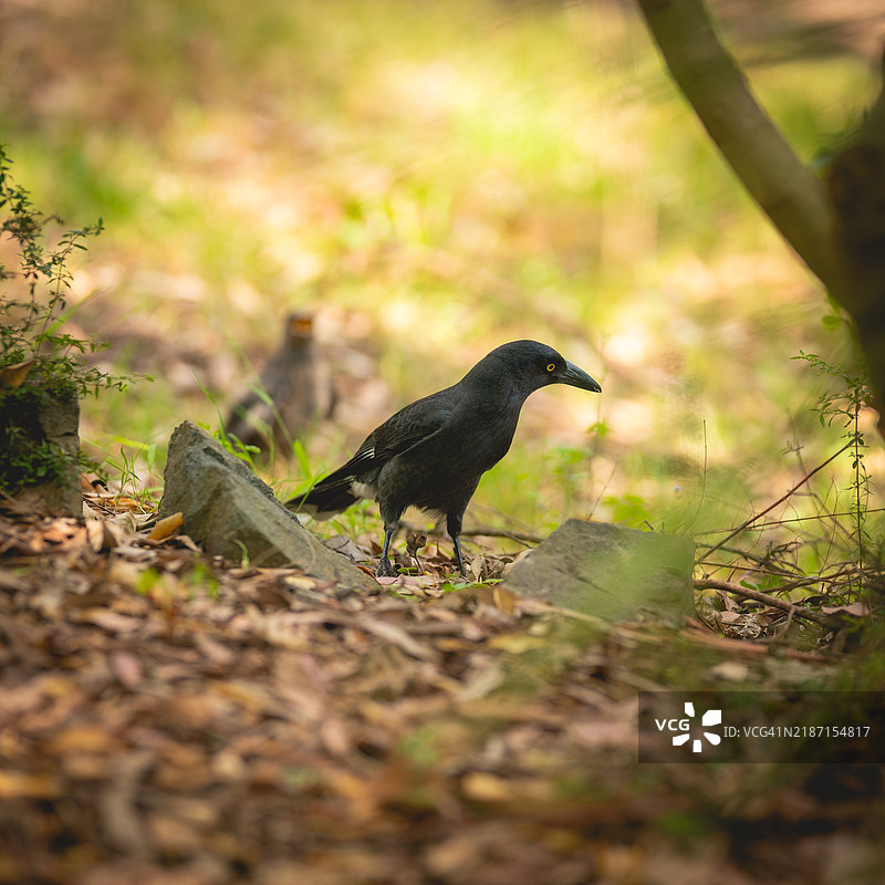 野外黑乌鸦的特写镜头图片素材