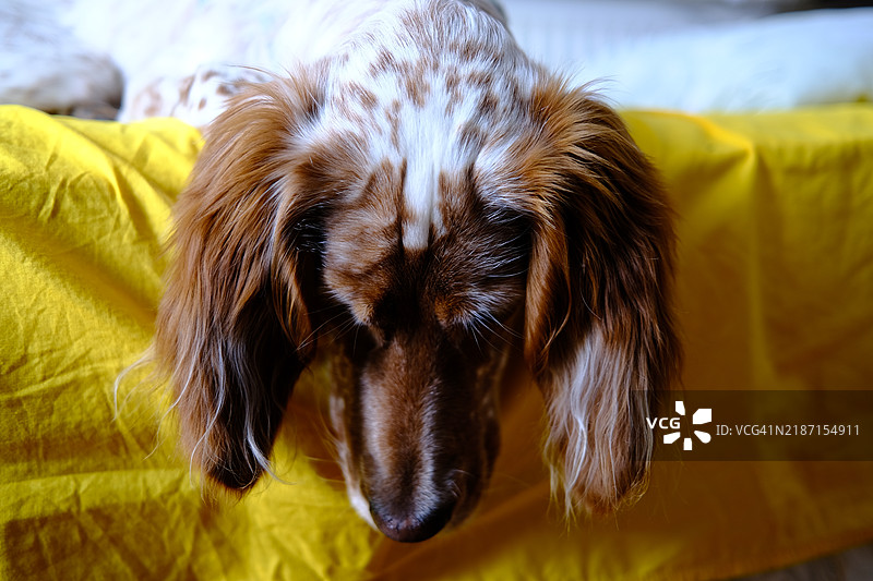 狗的特写镜头图片素材