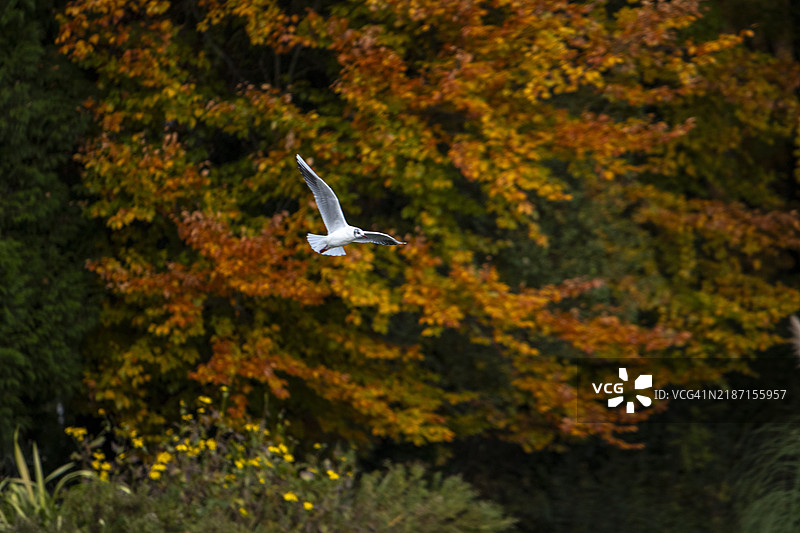 飞翔的海鸥特写，背景是树木，巴辛斯托克，英国图片素材