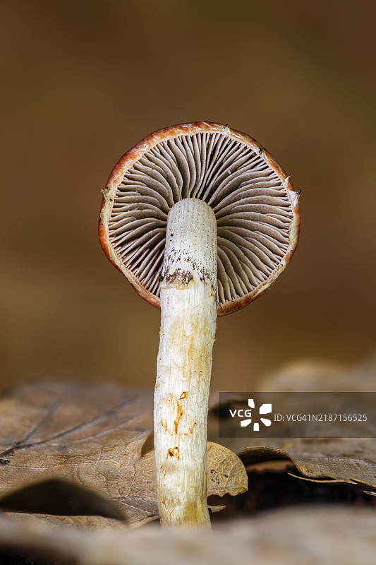 蘑菇特写图片素材