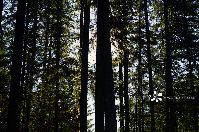美国华盛顿州的森林中的树木图片素材