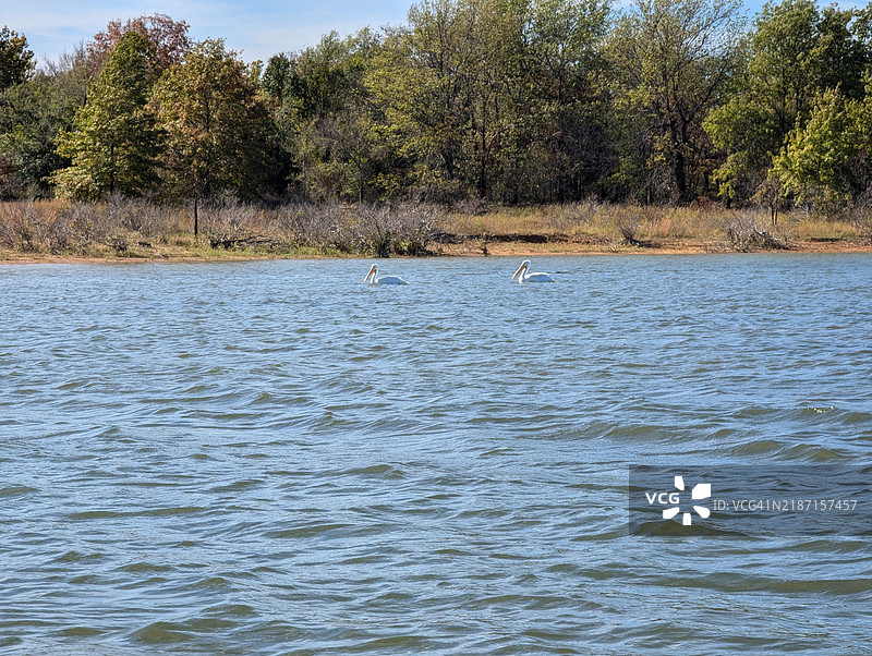 美国俄克拉荷马州尤法拉湖畔的树木风景。图片素材