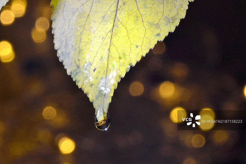 叶子上的雨滴特写图片素材