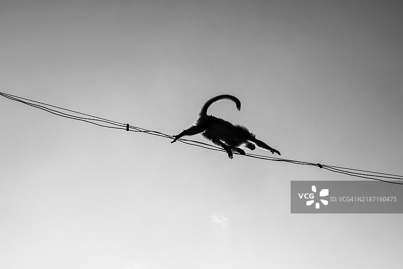 猴子艺术，印度图片素材