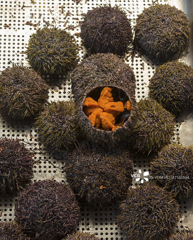 打开的海胆，橙色内胆，放在金属网格上，可食用的海胆，鱼市，特鲁维尔，诺曼底，法国，欧洲图片素材