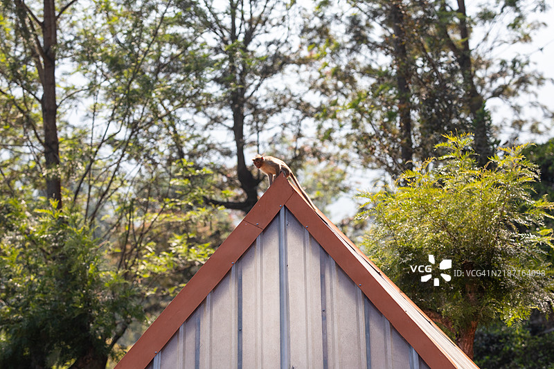 屋顶上的帽子猕猴图片素材