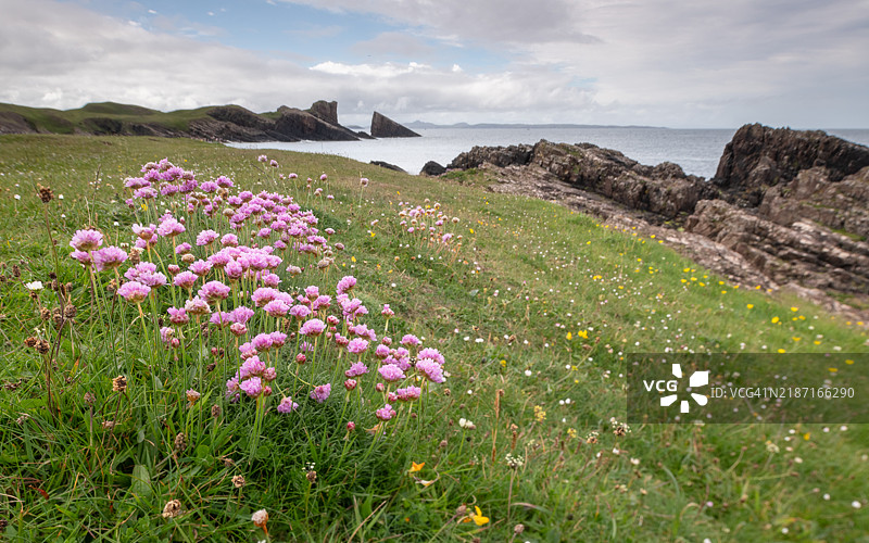 天空下的土地上盛开的花卉美景图片素材