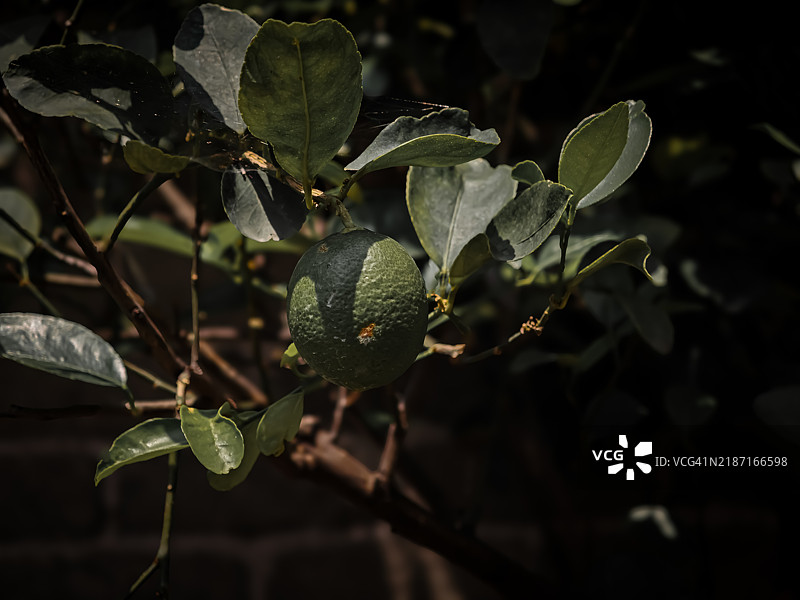 懦弱使我们比时间更显苍老，岁月只会让皮肤皱纹，而恐惧则会让灵魂皱缩。图片素材