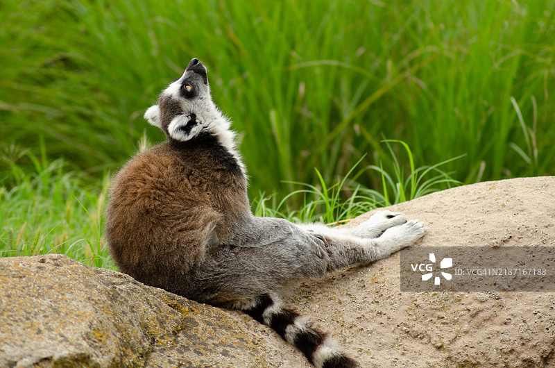 岩石上的戒指特写图片素材