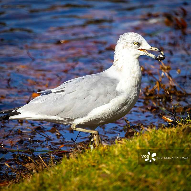环嘴鸥栖息在草地上的特写，康涅狄格州新不列颠，美国图片素材