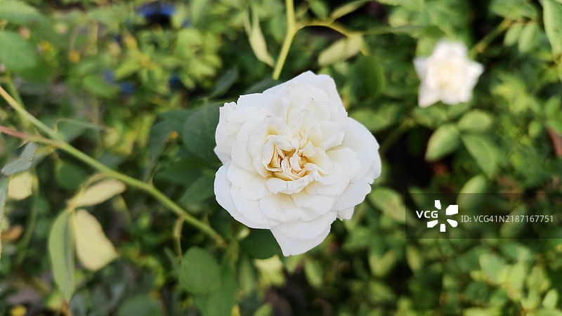 白玫瑰特写， 美国， 美国图片素材