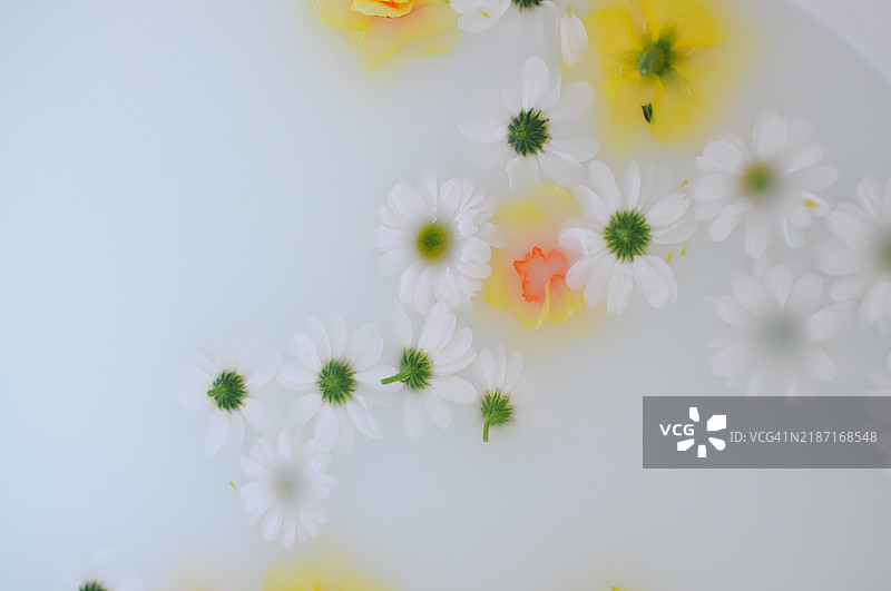 五彩缤纷的花朵漂浮在牛奶浴中，形成花卉背景图片素材