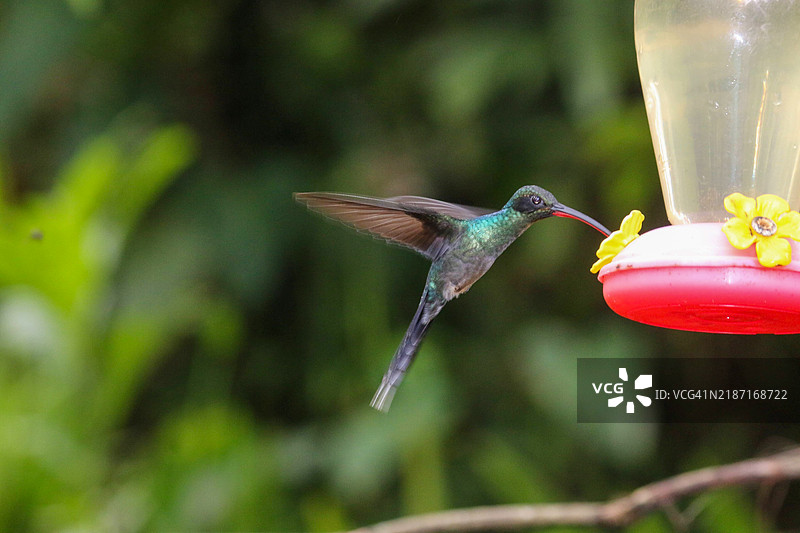 蜂鸟近距离进食的特写镜头图片素材