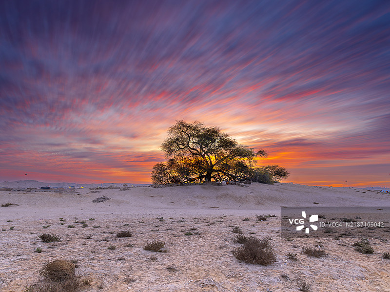 巴林生命之树日出长时间曝光，巴林南部省图片素材
