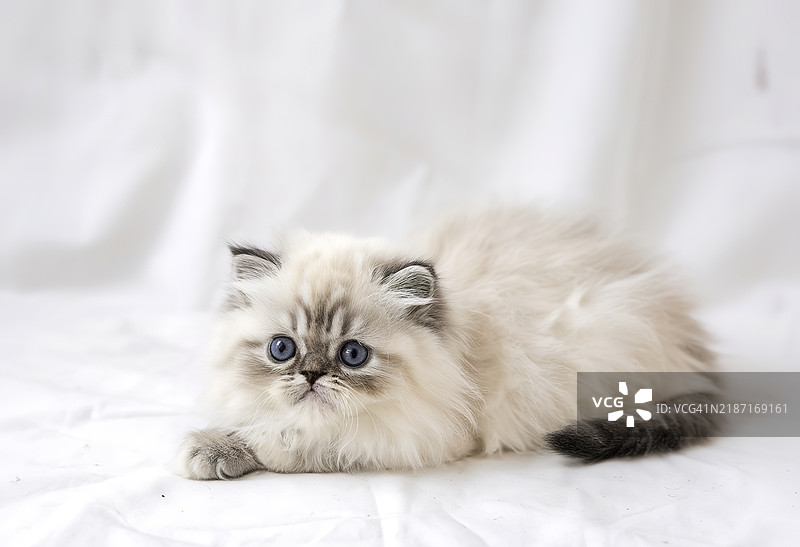 一只蓝眼睛的年轻白色波斯小猫躺在白色背景上图片素材