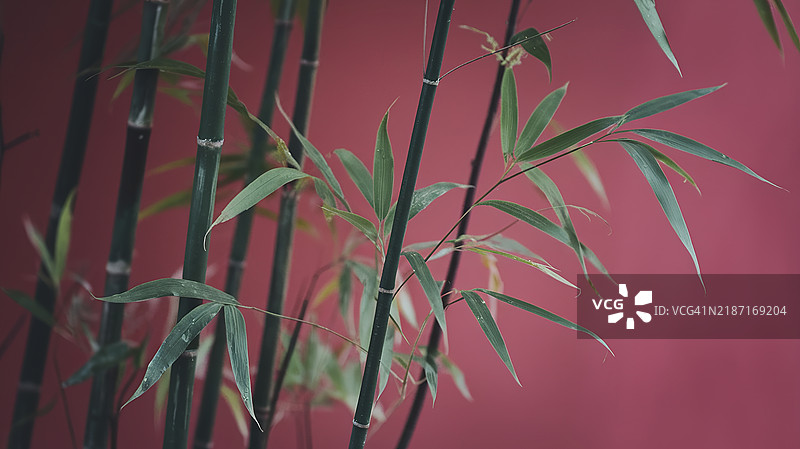 竹子茎和叶子在鲜艳红色背景下的特写视图图片素材