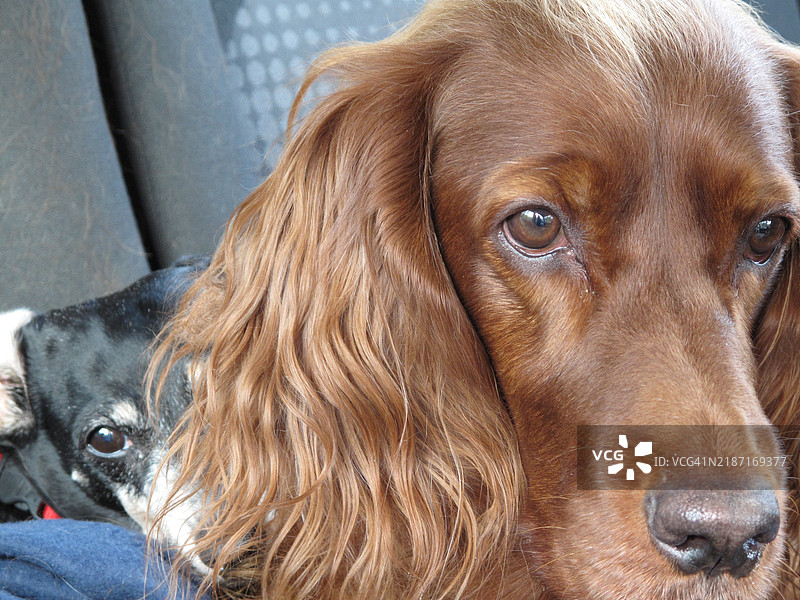 爱尔兰猎犬的特写镜头图片素材