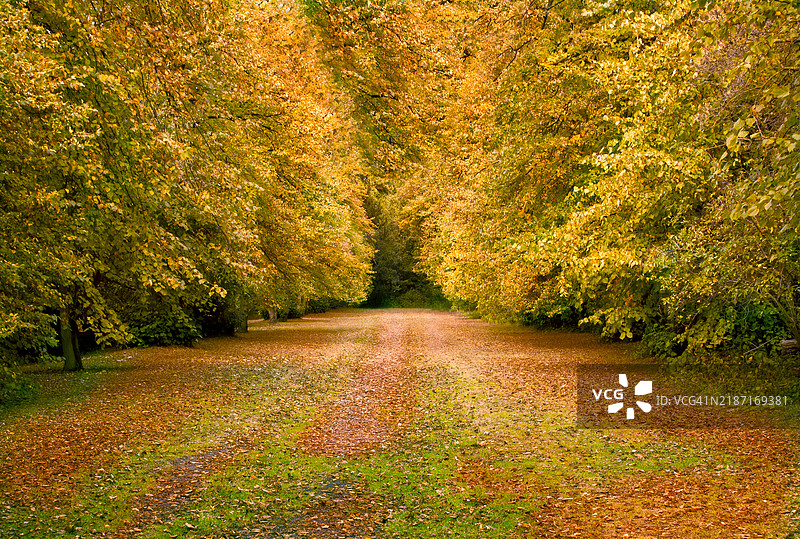 秋天森林中生长的树木图片素材
