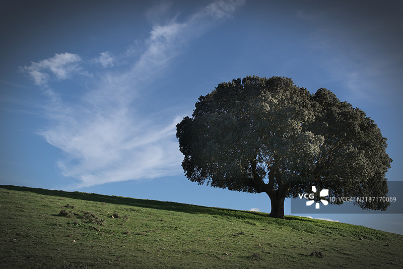低角度视图的树木与天空相对图片素材