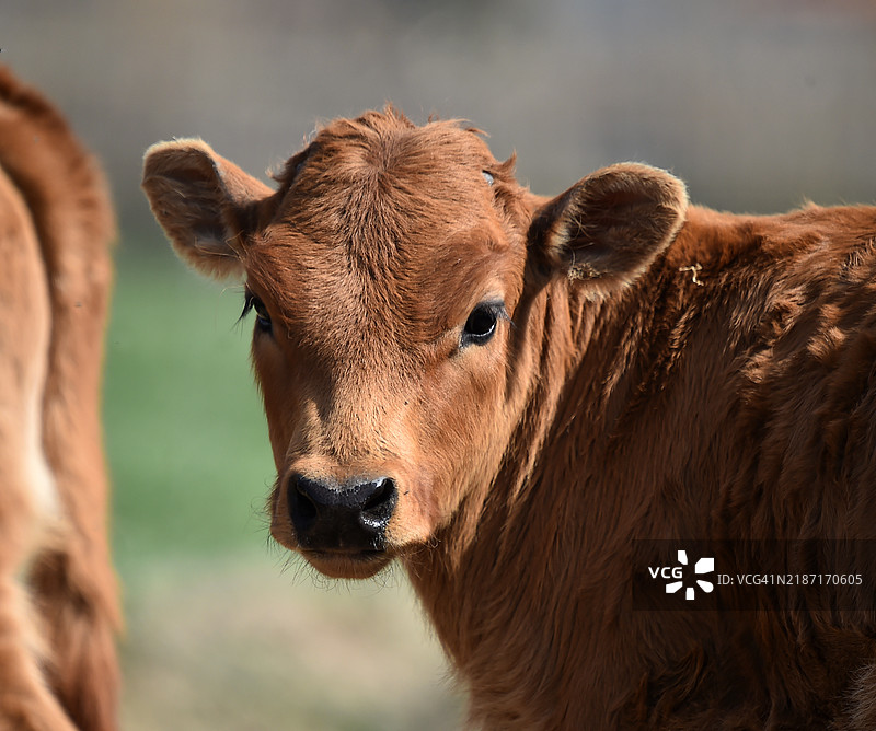 牛的特写镜头图片素材