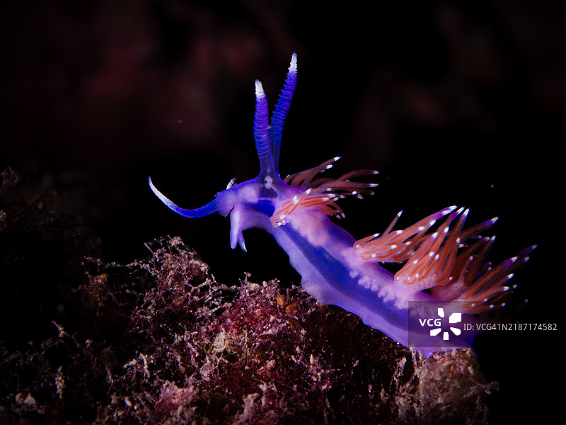 在黑暗的海洋中，扇形海兔在岩石上爬行图片素材