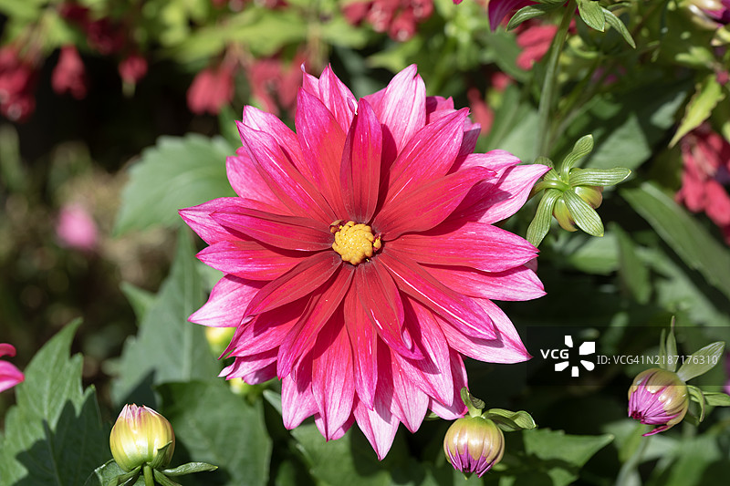 紫色花园大丽花图片素材