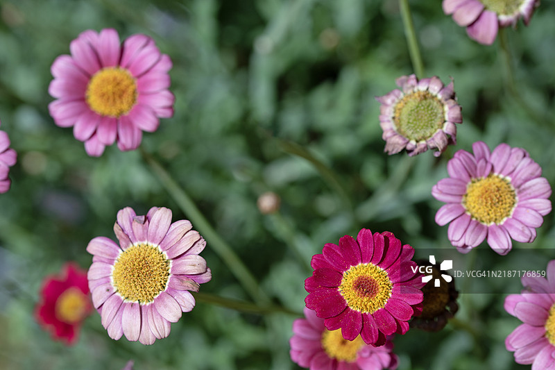 多色雏菊的中等数量 - 阿根廷雏菊图片素材