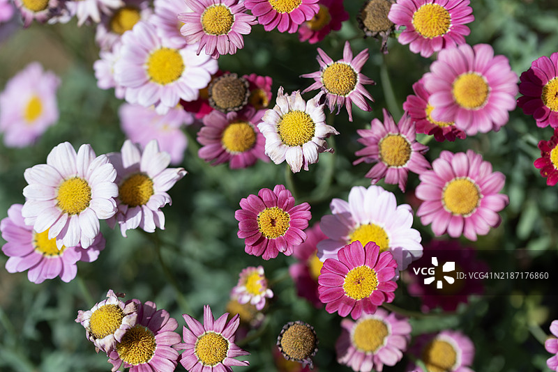 多色雏菊（Argyranthemum frutescens）上方的视角图片素材