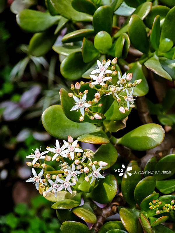 对于那些想要看到花的人，总是会有花。——亨利·马蒂斯图片素材