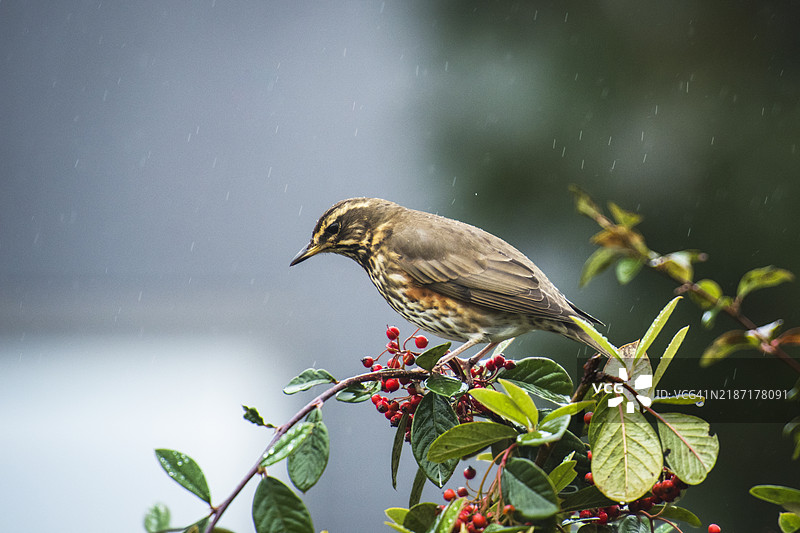 歌鸲鸟栖息在植物上的特写镜头图片素材
